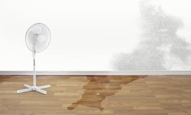 Best Mold removal after water damage  in Cutten, CA